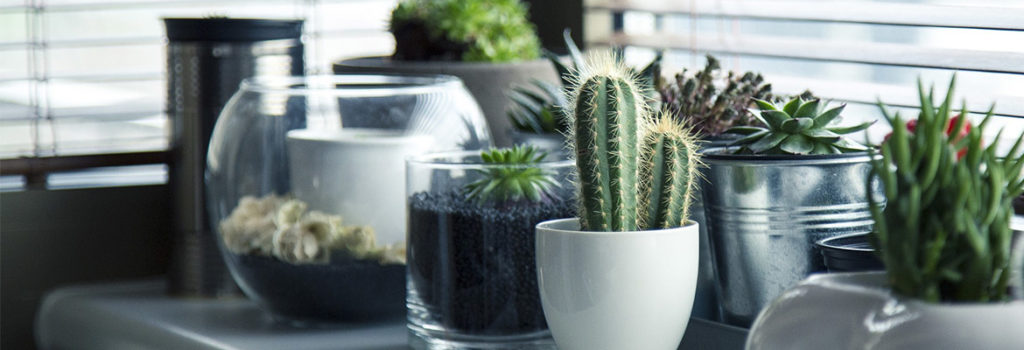 mood-plantes