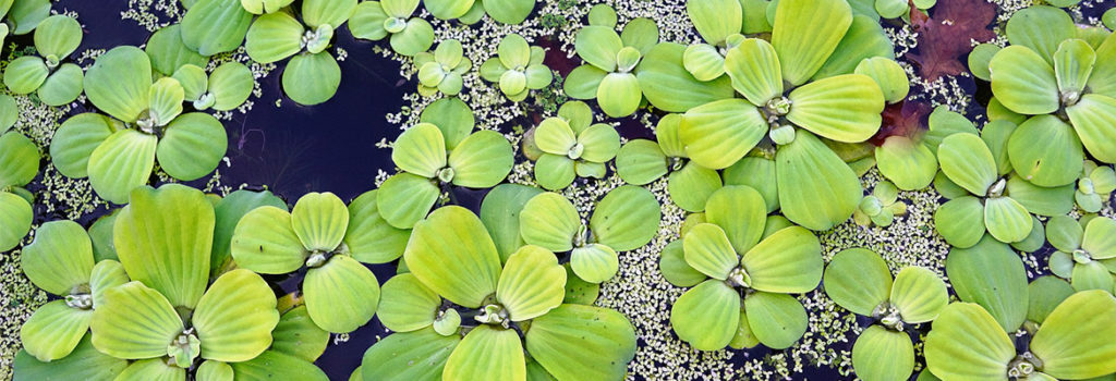 plante-aquatiques