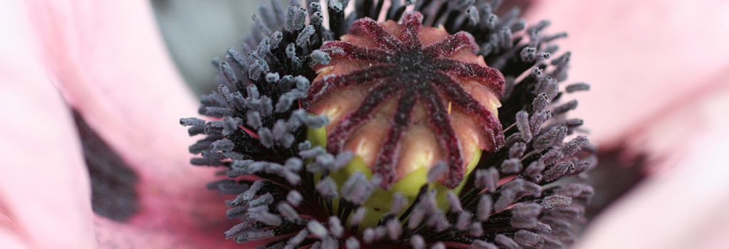 pollen