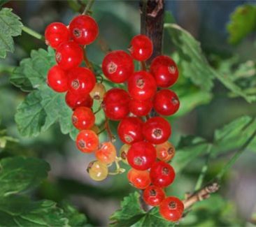 Quoi Planter Au Printemps 1r Groseilles