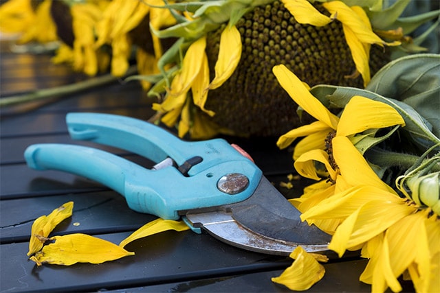Sécateur secateur