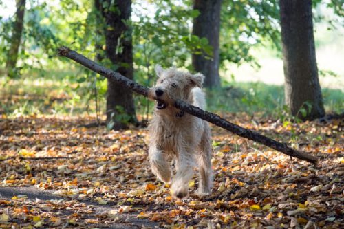 chien baton