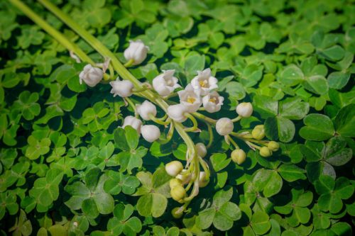 brin muguet