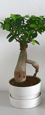 Plante Interieur Plante Interieur