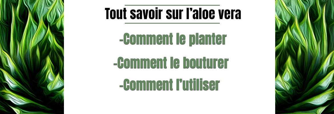 1170x400 Extrait D'article aloe vera