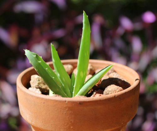 Aloe Vera bouture