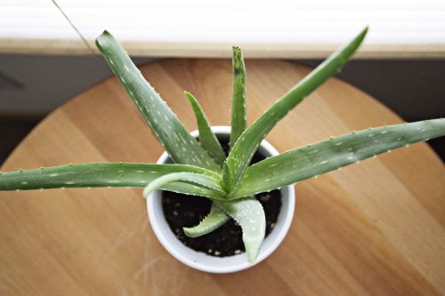 Aloe Vera pot