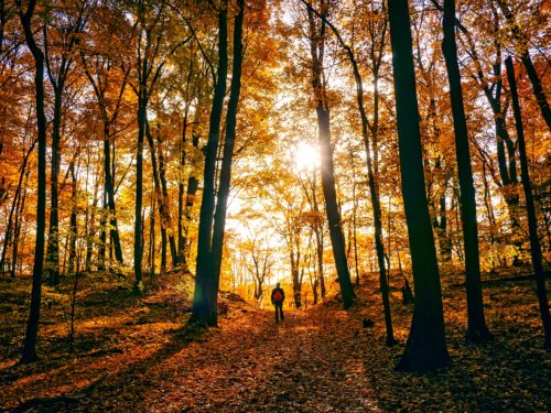 crépuscule automne