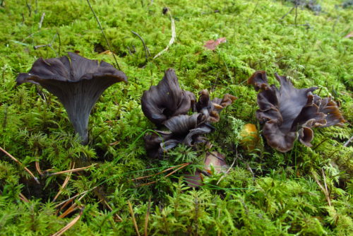 trompettes de la mort