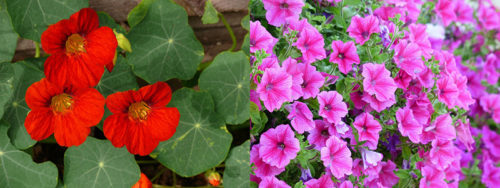 Petunia et Capucine