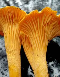 girolles