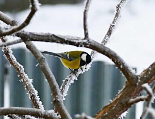 oiseau neige