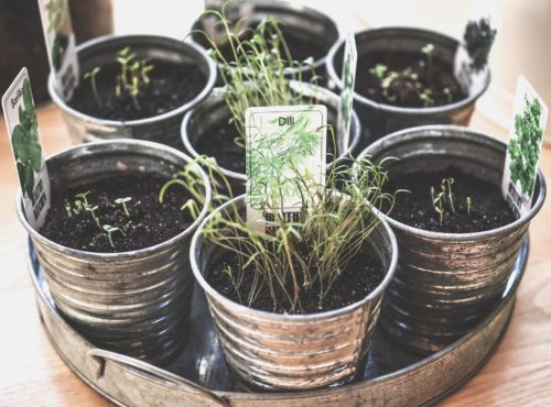 plantes aromatiques en pot