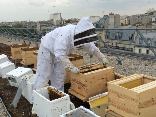 Apiculture urbaine