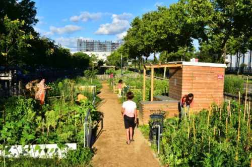 Jardin partagé