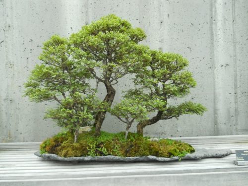 gros bonsai