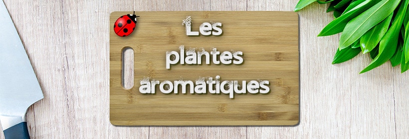 Plantes Aromatiques 820x280