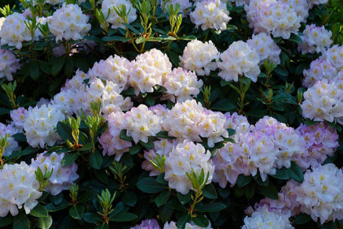 Rhododendron Printemps