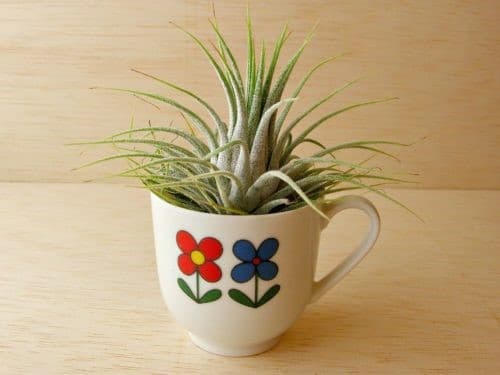 Cactus dans un mug