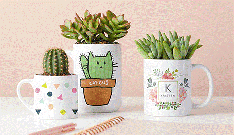 Cactus et succulentes dans des mugs