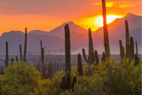 Désert D'Arizona Avec Cactus