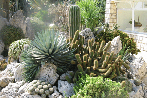 Jardin Botanique De Monaco Cactus De Différentes Espèces