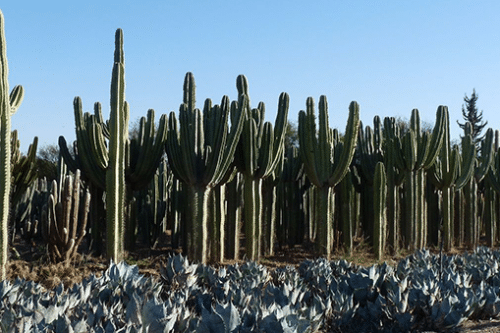Plus Grande Plantation De Cactus D'Afrique Du Sud