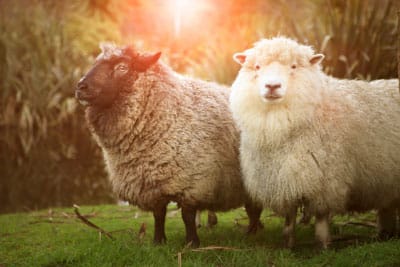 Moutons (laine mérinos)