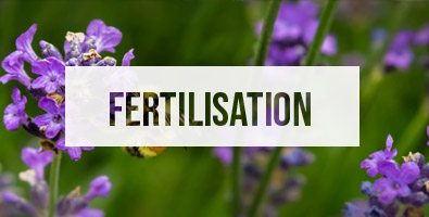 Fertilisation des plantes