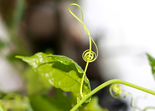 Article Bien au Jardin - Chant des plantes - Note de Musique en Plante