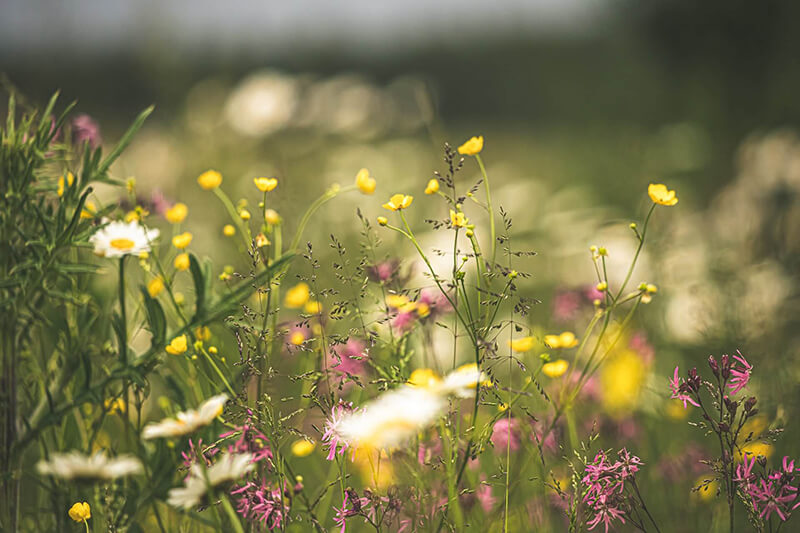 Prairie fleurie - Blog bien au jardin