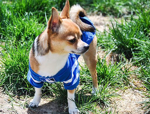 Chihuahua portant un vêtement