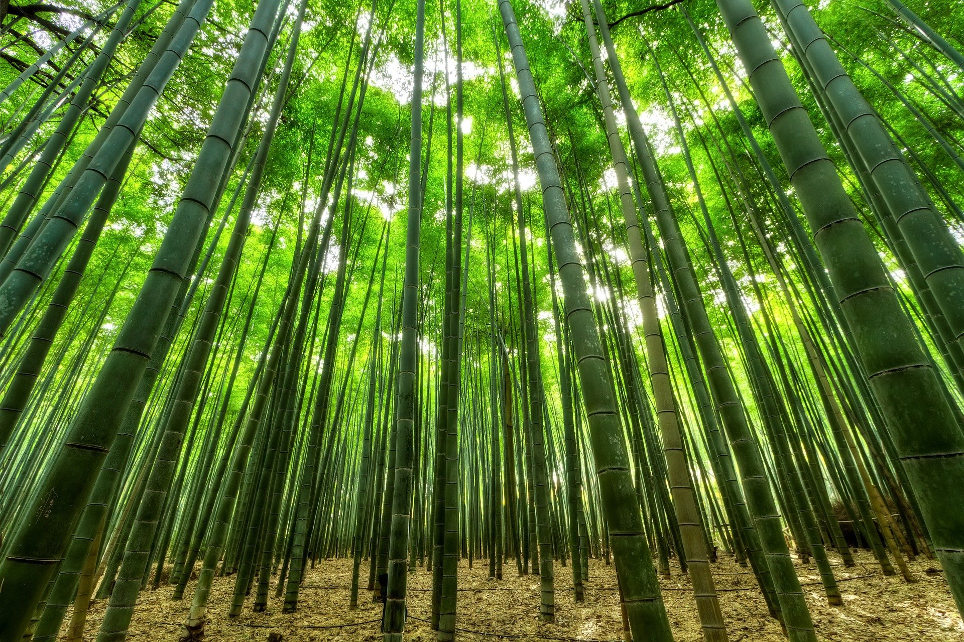 BLOG: foret de bambou
