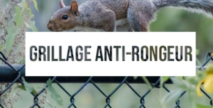 FormatArticlegrillage Anti Rongeur