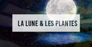 Bandeau de l'article la lune et les plantes