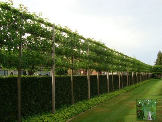 Clôture à base de haies et d'arbres