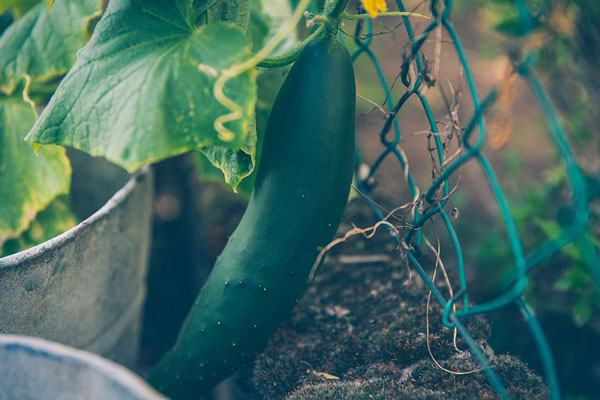 Grillage souple pour clôturer son potager