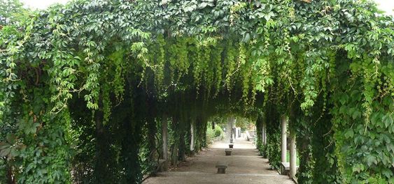 Vigne vierge et plantes grimpantes sur pergola