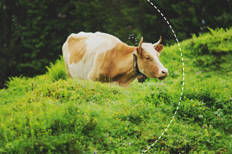 Vache dans un pâturage