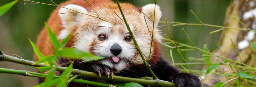 panda roux bambou