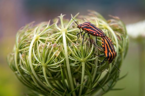 Clotures Grillages Comment Se Debarrasser Des Punaises Bien Au Jardin