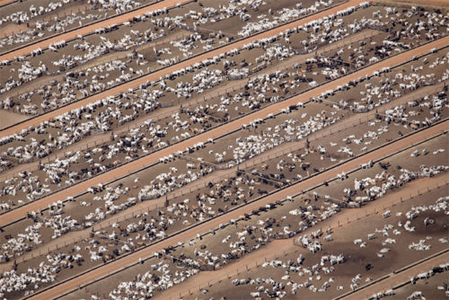 Ferme à boeufs