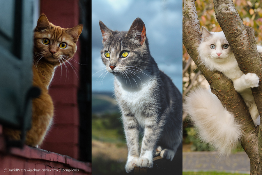 Photo de 3 chats au regard persan