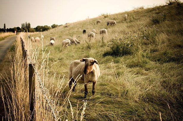 Mouton Cloture Chemin