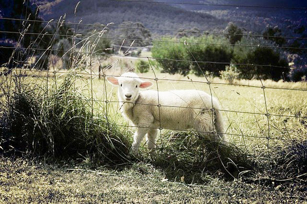 Mouton Cloture