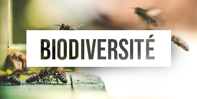 Couverture article biodiversité - Blog bien au jardin