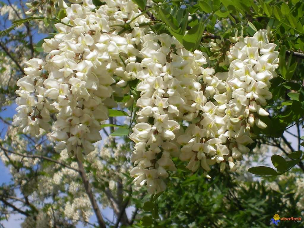 Fleurs d'Acacia
