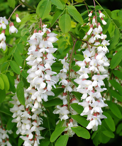 Fleurs blanches d'acacia
