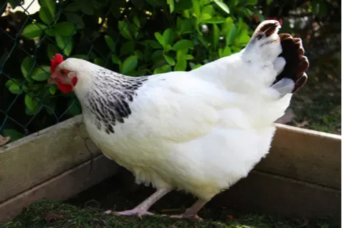 Grillage souple : La poule de Sussex