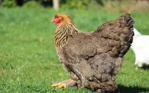Grillage souple : La poule Perdrix